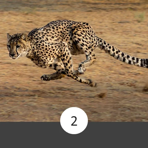Cheetah